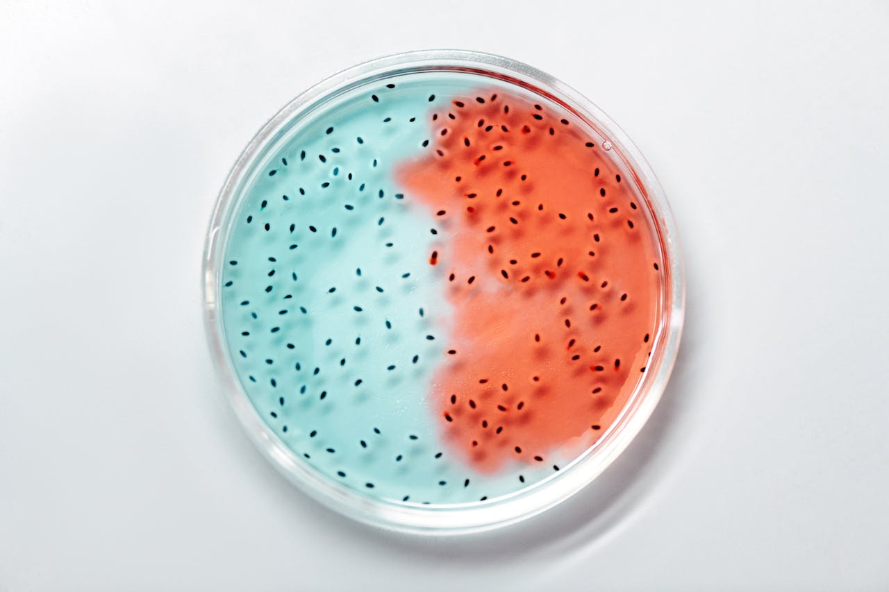 Crafting Captivating Headlines: Your awesome post title goes here Close-up of vibrant blue and red bacteria cultures in a petri dish.